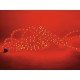 EUROLITE RUBBERLIGHT RL1-230V 9m Rosso - Tubo Flessibile LED per Illuminazione Decorativa