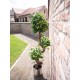 EUROPALMS Ficus Multi a Spirale 160 cm - Pianta Artificiale Realistica con Tronco Naturale e 1485 Foglie