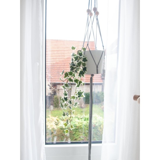 EUROPALMS Ramo di Edera Olandese Artificiale, 70 cm - Fogliame Realistico Verde/Bianco