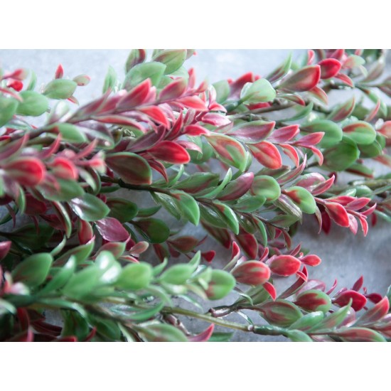 EUROPALMS Pianta Artificiale a Ciuffi, Verde-Rossa, 105 cm - Decorazione per Esterni