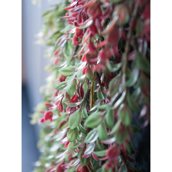EUROPALMS Pianta Artificiale a Ciuffi, Verde-Rossa, 105 cm - Decorazione per Esterni