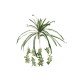 Pianta Artificiale EUROPALMS Spider 60cm - Realistica e Facile da Modellare