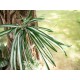 Pianta Artificiale EUROPALMS Spider 60cm - Realistica e Facile da Modellare