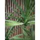 EUROPALMS Dracaena Artificiale Verde 170cm - Elegante Pianta da Interno