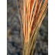EUROPALMS Pianta Artificiale Reed Grass 127cm, Marrone Chiaro, Stile Foresta