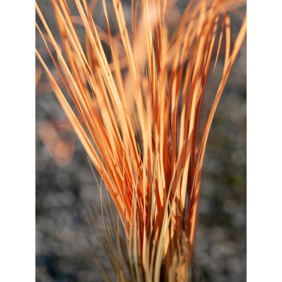 EUROPALMS Pianta Artificiale Reed Grass 127cm, Marrone Chiaro, Stile Foresta