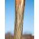 EUROPALMS Pianta Artificiale Reed Grass 127cm, Marrone Chiaro, Stile Foresta