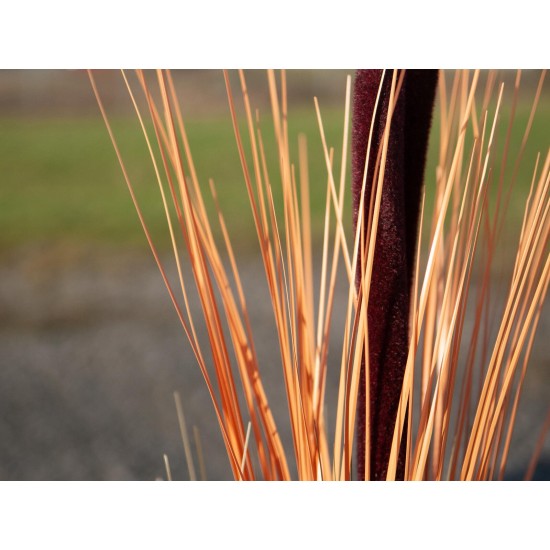 EUROPALMS Pianta Reed con Cattail, Decorativa, 152cm, Marrone Chiaro, Artificiale