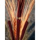 EUROPALMS Pianta Reed con Cattail, Decorativa, 152cm, Marrone Chiaro, Artificiale