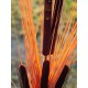 EUROPALMS Pianta Reed con Cattail, Decorativa, 152cm, Marrone Chiaro, Artificiale