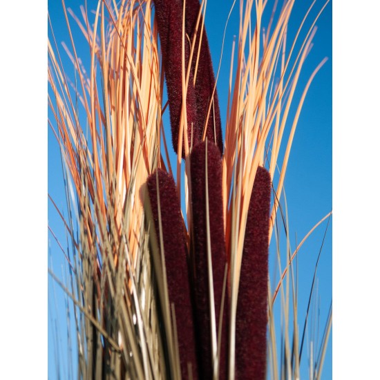 EUROPALMS Pianta Reed con Cattail, Decorativa, 152cm, Marrone Chiaro, Artificiale