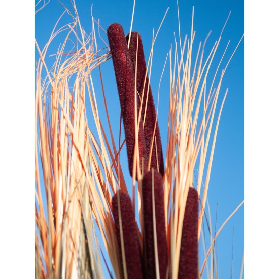 EUROPALMS Pianta Reed con Cattail, Decorativa, 152cm, Marrone Chiaro, Artificiale