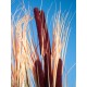 EUROPALMS Pianta Reed con Cattail, Decorativa, 152cm, Marrone Chiaro, Artificiale