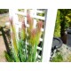 EUROPALMS Feather Grass Artificiale 90cm Rosé con Fiori Rosa Chiaro