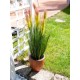 EUROPALMS Feather Grass Artificiale 90cm Rosé con Fiori Rosa Chiaro