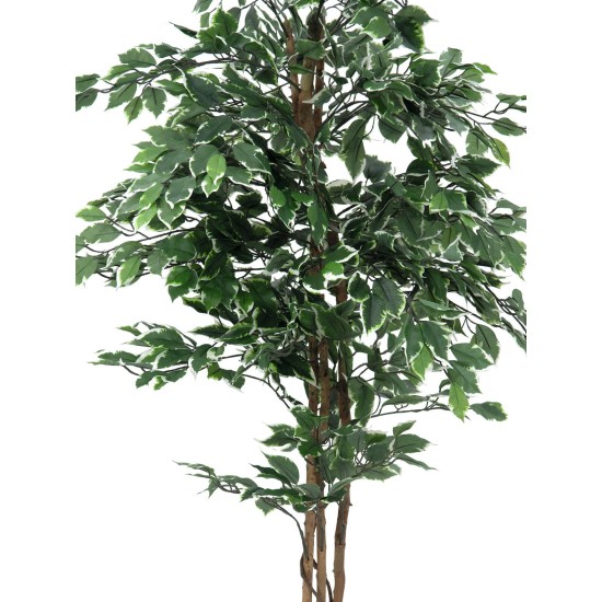 EUROPALMS Fico d'Argento Beniamino 180 cm - Pianta Artificiale Realistica con Tronco Naturale