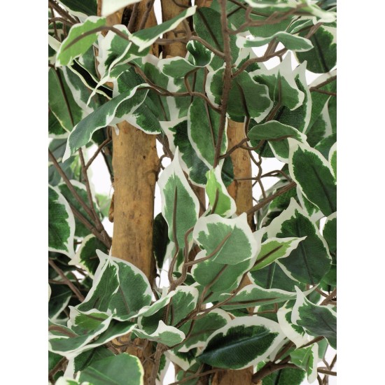 EUROPALMS Fico d'Argento Beniamino 180 cm - Pianta Artificiale Realistica con Tronco Naturale