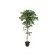 EUROPALMS Pianta Artificiale Fico Longifolia 165 cm - Realistica con Tronco Naturale e Foglie Verdi