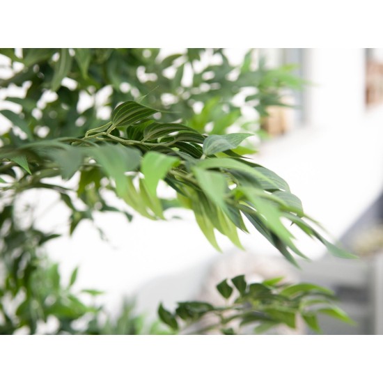 EUROPALMS Pianta Artificiale Fico Longifolia 165 cm - Realistica con Tronco Naturale e Foglie Verdi