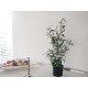 EUROPALMS Albero di Ulivo Artificiale con Frutti - Piante Ornamentali 68 cm