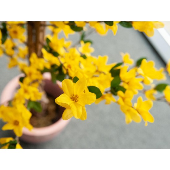 EUROPALMS Albero di Forsizia Artificiale, 3 Tronchi Naturali, Fiori Gialli Realistici, 150 cm