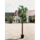 EUROPALMS Laburno Artificiale Bianco 180 cm - Pianta Decorativa con Foglie Realistiche