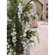 EUROPALMS Laburno Artificiale Bianco 180 cm - Pianta Decorativa con Foglie Realistiche