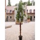 EUROPALMS Laburno Artificiale Bianco 180 cm - Pianta Decorativa con Foglie Realistiche