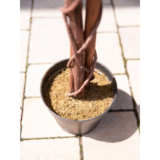 EUROPALMS Laburno Artificiale Bianco 180 cm - Pianta Decorativa con Foglie Realistiche