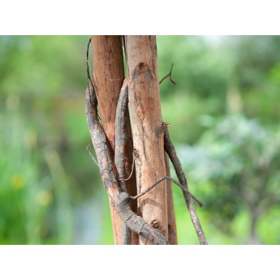 EUROPALMS Pianta di Limone Artificiale 180 cm - Albero Decorativo con Foglie Realistiche