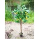 EUROPALMS Pianta di Limone Artificiale 180 cm - Albero Decorativo con Foglie Realistiche