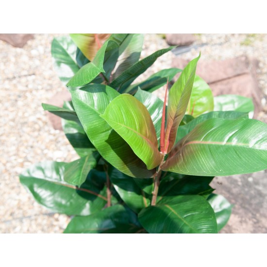 EUROPALMS Albero di Gomma Artificiale 100cm - Pianta Decorativa Realistica con Foglie Verdi