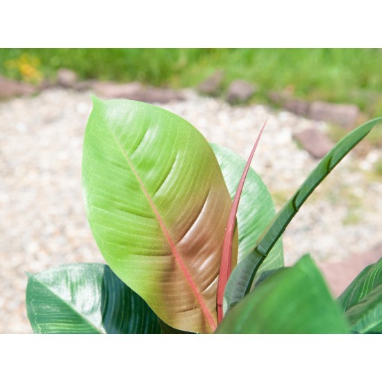 EUROPALMS Albero di Gomma Artificiale 100cm - Pianta Decorativa Realistica con Foglie Verdi