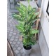 EUROPALMS Dieffenbachia Artificiale 120 cm - Foglie Realistiche per Decorazioni Esotiche