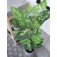 EUROPALMS Dieffenbachia Artificiale 120 cm - Foglie Realistiche per Decorazioni Esotiche
