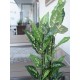 EUROPALMS Dieffenbachia Artificiale 120 cm - Foglie Realistiche per Decorazioni Esotiche