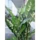 EUROPALMS Dieffenbachia Artificiale 120 cm - Foglie Realistiche per Decorazioni Esotiche