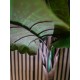 EUROPALMS Taro Alocasia - Pianta Artificiale Tropicale 140cm per Decorazioni