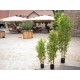 Pianta Artificiale EUROPALMS Bambù Deluxe 120 cm - Foglie Realistiche PEVA