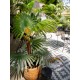 EUROPALMS Palma a ventaglio artificiale 88 cm con fronde realistiche per esterni
