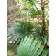 Palma a Ventaglio Artificiale EUROPALMS 130 cm - Decorazione Tropicale per Esterni