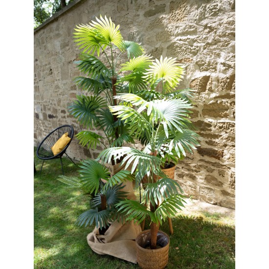 Palma a ventaglio artificiale EUROPALMS 155 cm per esterni - Decorazione tropicale