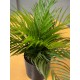 EUROPALMS Areca - Pianta Artificiale in PE, 46 cm, Ideale per Decorazioni Mediterranee