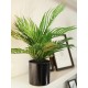 EUROPALMS Areca - Pianta Artificiale in PE, 46 cm, Ideale per Decorazioni Mediterranee