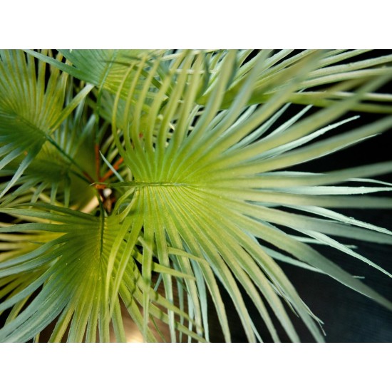 EUROPALMS Palma a Ventaglio Artificiale 55 cm - Pianta Decorativa in PE con Fronde Realistiche