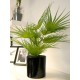 EUROPALMS Palma a Ventaglio Artificiale 55 cm - Pianta Decorativa in PE con Fronde Realistiche