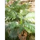 EUROPALMS Palma di Areca Artificiale, 2 Tronchi, 120 cm - Decorazione Verde per Interni ed Esterni