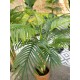 EUROPALMS Palma di Areca Artificiale, 2 Tronchi, 120 cm - Decorazione Verde per Interni ed Esterni