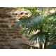 Pianta Artificiale Palma di Areca EUROPALMS, 3 Tronchi, 150 cm, Verde Realistico