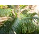 Pianta Artificiale Palma di Areca EUROPALMS, 3 Tronchi, 150 cm, Verde Realistico